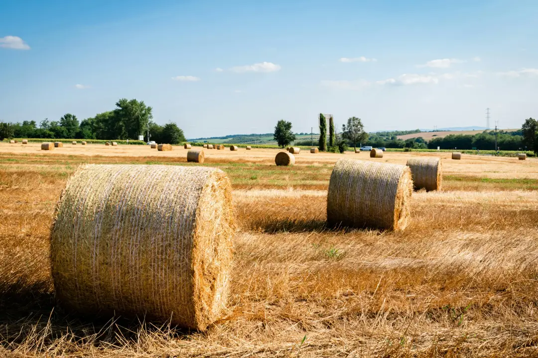 Bales in a field